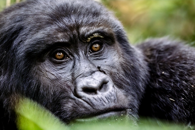 Mountain gorilla